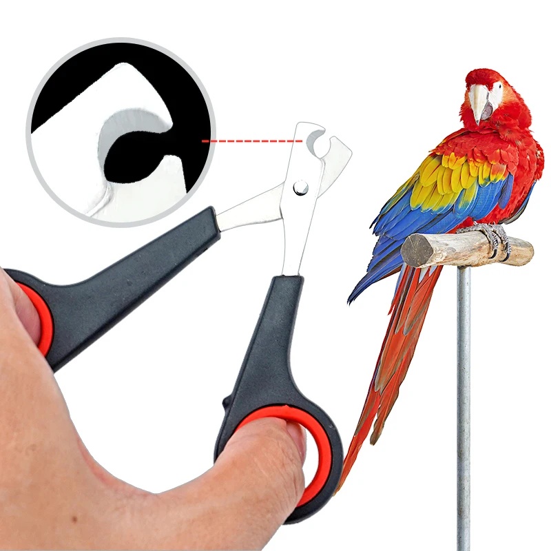 12cm Pet Parrot Nail Scissor D - đánh giá và giá Grooming Scissors